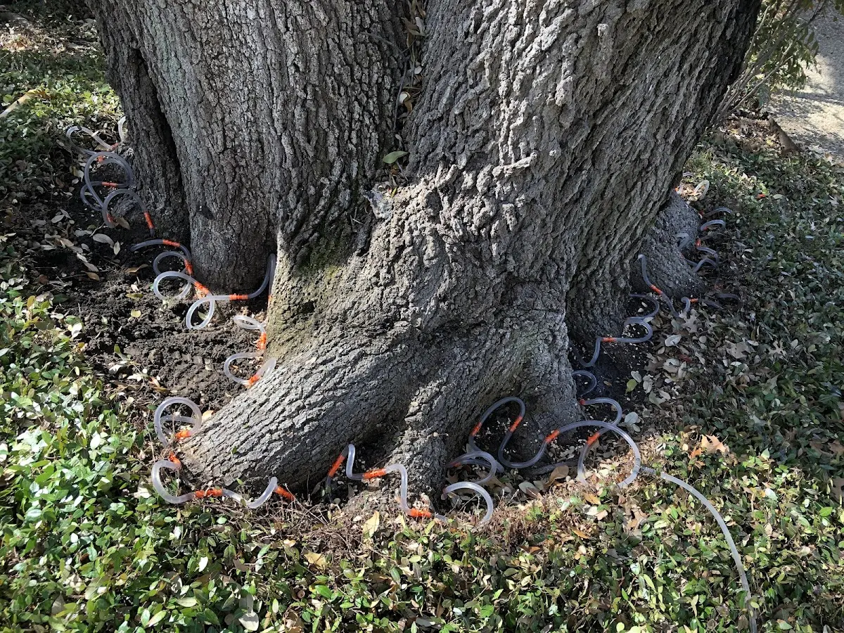 Detailed Tree Cabling and Bracing job site in Lake Waccamaw