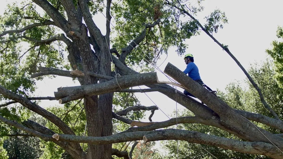 Professional Crown Thinning performed by certified arborists in Lake Waccamaw