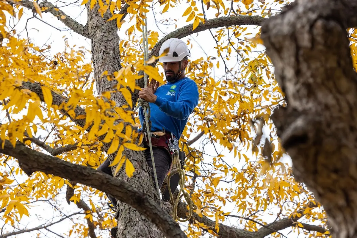 Skilled Tree Pruning crew working in Lake Waccamaw